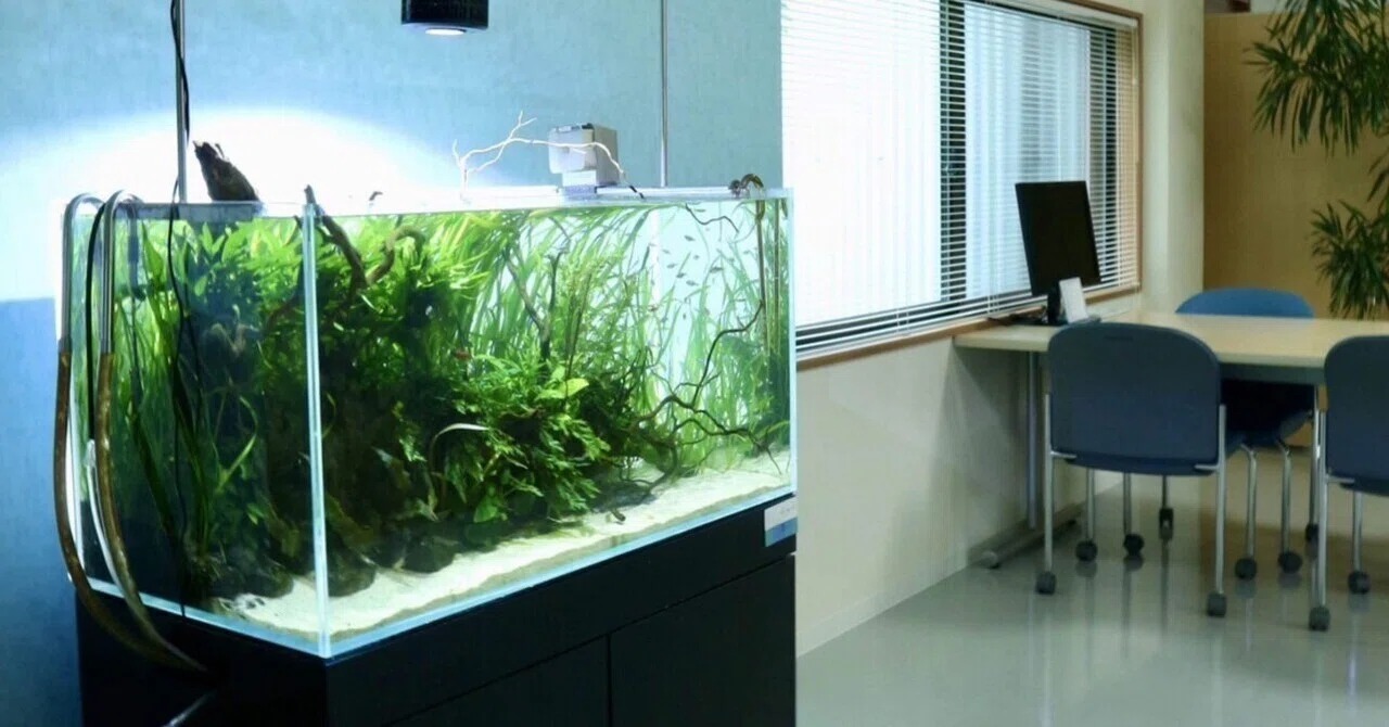 徳島初！本格アクアリウム水槽レンタルサービス｜水槽屋oAsis