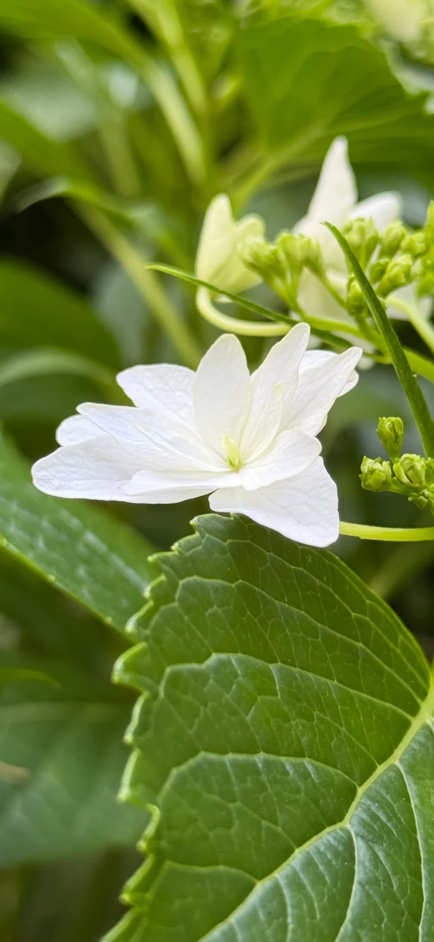 スミダノハナビ 緑の中に咲く純白の花火｜EGGSEED