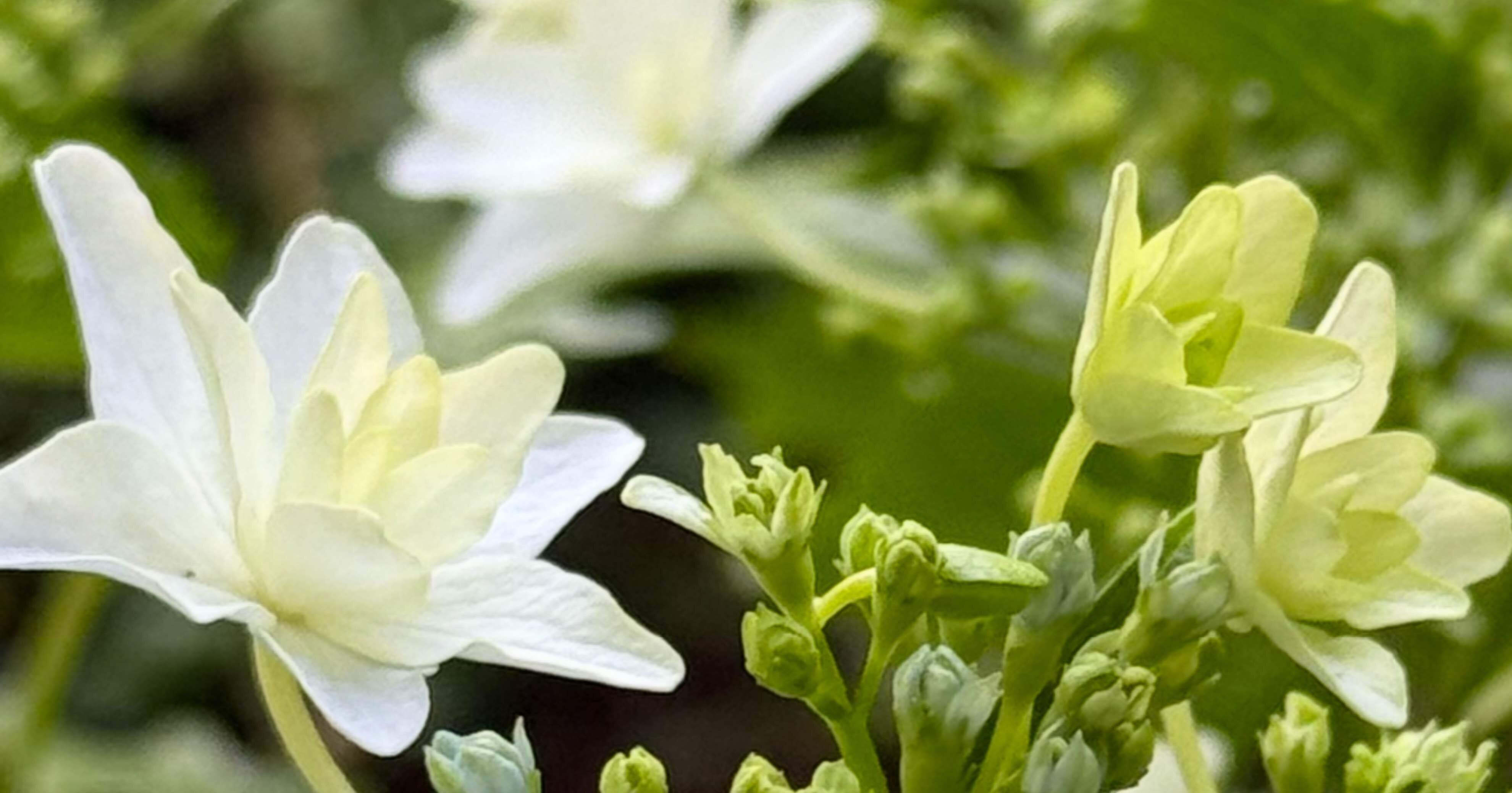 はなびす 楽天市場】はなびーずXL2 花火 ハナビ ハナビセット ススキ花火