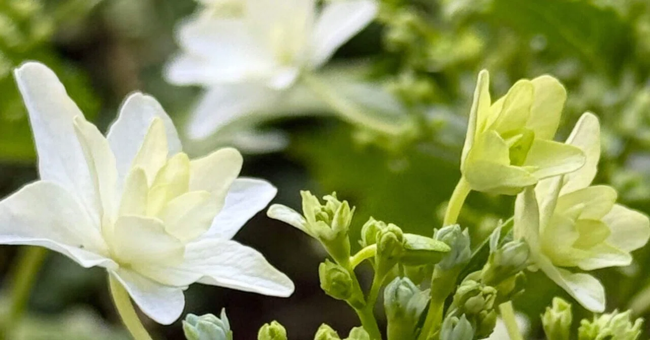 スミダノハナビ 緑の中に咲く純白の花火｜EGGSEED