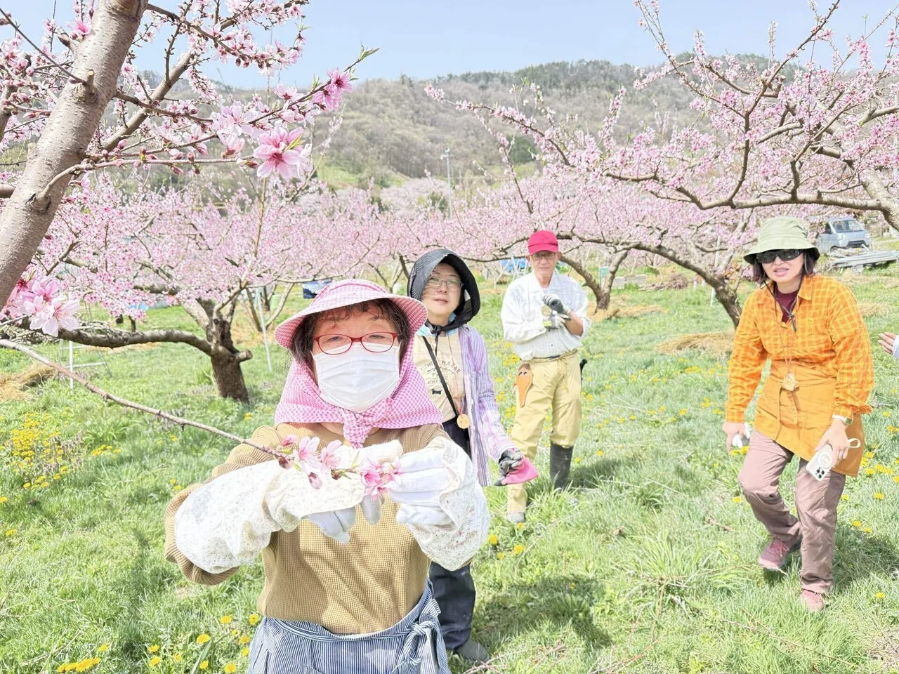 2025 北信りんごの里 A日程 桃の花摘み（摘蕾）作業を初めて手伝う