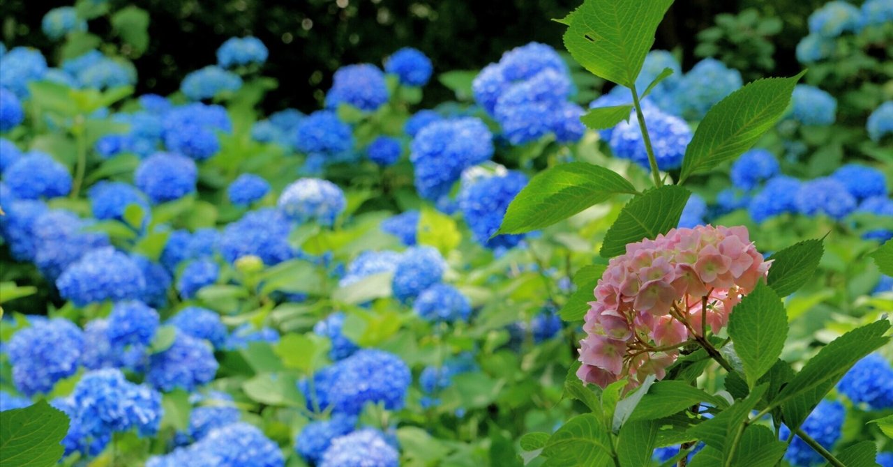【兵庫】あじさい園！〜神戸市立森林植物園〜
