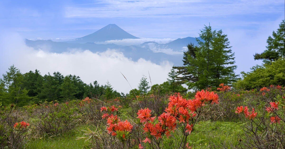 甘利山のレンゲツツジ | GFX100RF｜borichan | 旅するカメラ