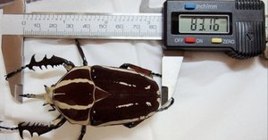 トルクアータオオツノカナブン・インマキュリコリス亜種の飼育記録