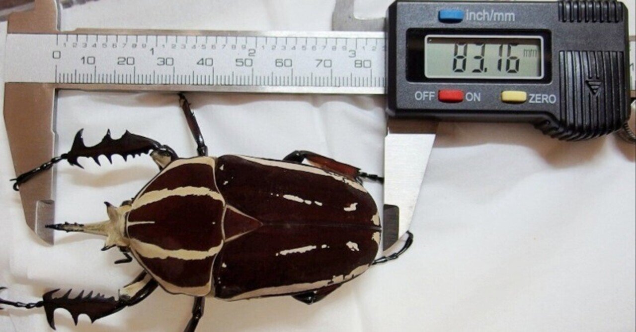 ウガンデンシスオオツノカナブンの飼育記録【2014～2019】｜AKECHI