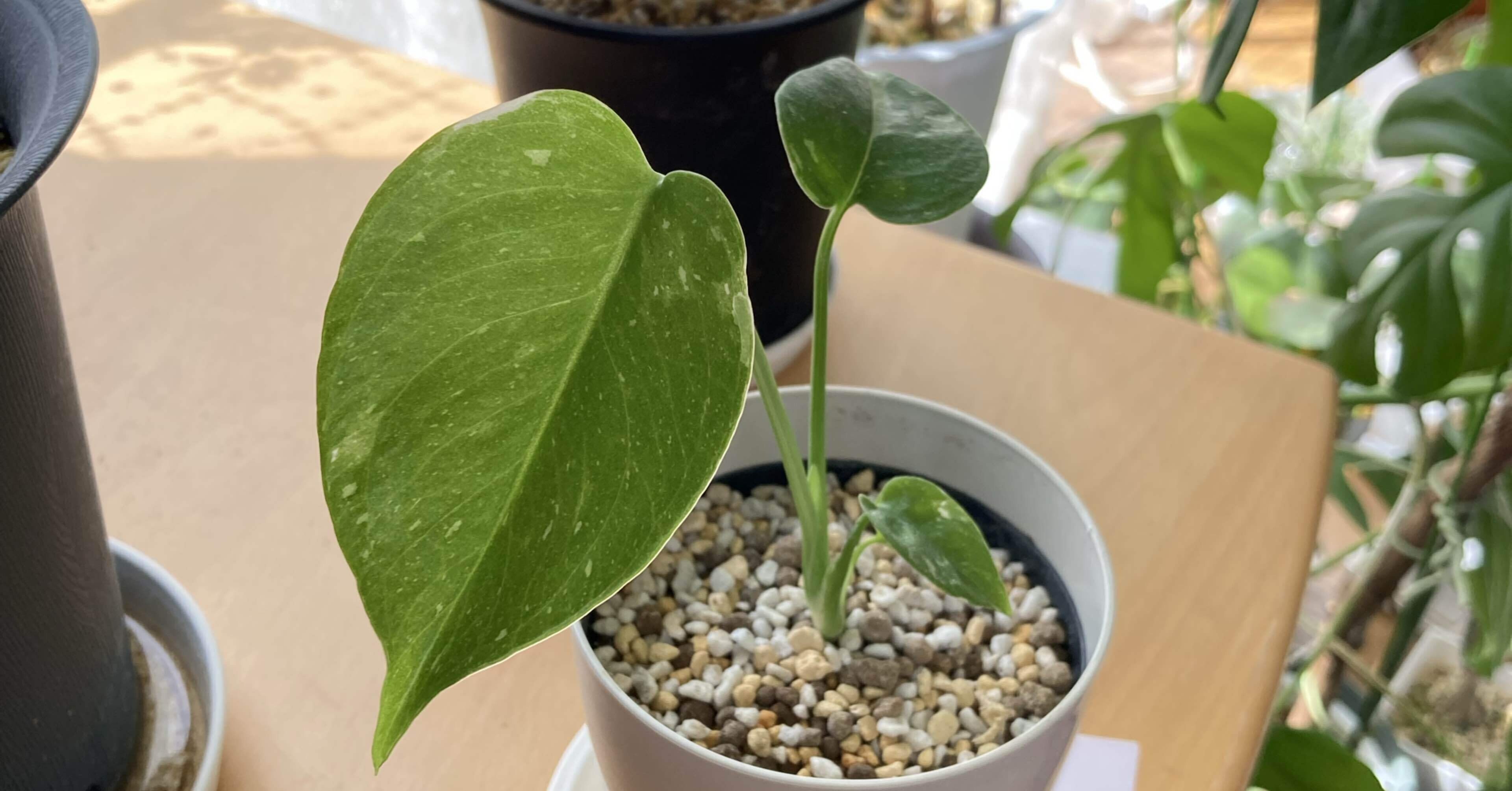 メルカリ購入モンステラの記録】1ヶ月で新芽がぐんぐん！成長の記録