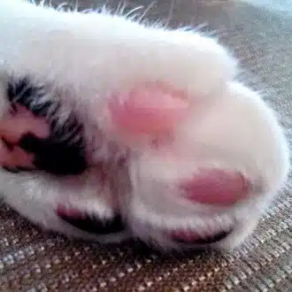 梅ふふむ