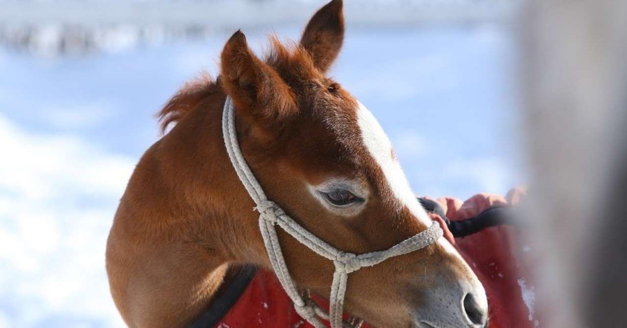 年2月23日中央競馬指数 R Lab Note