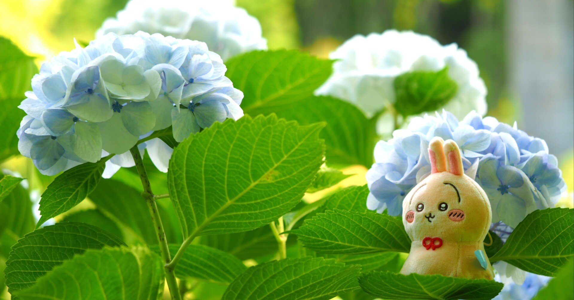 紫陽花×ウラヤハボウズ｜wkn