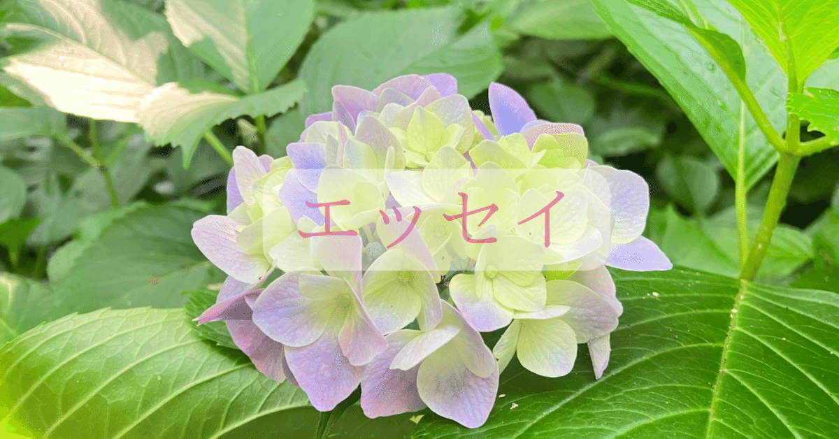 紫陽花　ウズ紫陽花　まずはコメントください。相談ページ 今年も紫陽花に魅せられて 〜フォトエッセイ〜｜流香 | 繊細さん