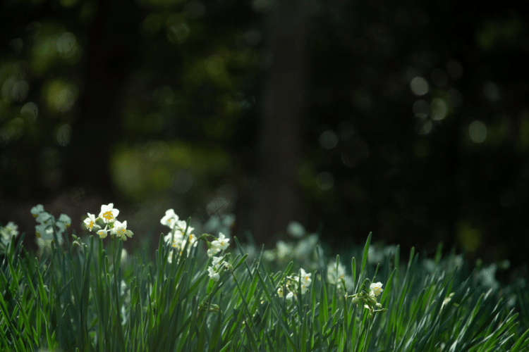 闇の中に

希望を

みつけよう

#花　#幸せ　#こころ　#写真　#ポエム　#フォトポエム　#フォトポエムカウンセラー