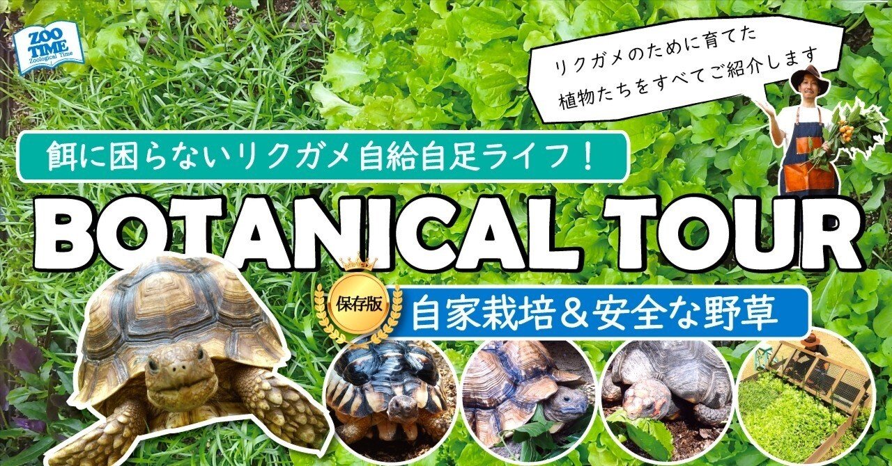 リクガメの楽園】敷地内で自給自足！完全自然食ツアー｜野草＆自家栽培