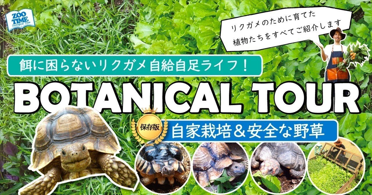 リクガメの楽園】敷地内で自給自足！完全自然食ツアー｜野草＆自家栽培