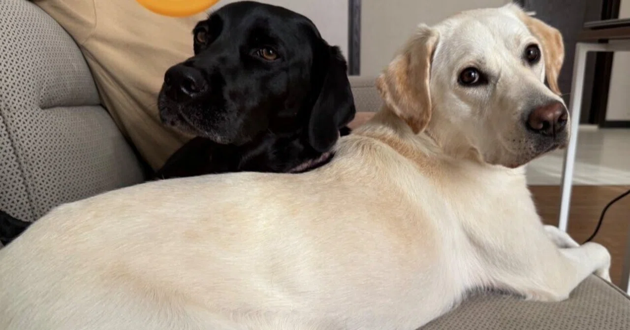Black Lab, White Lab, and a New Life Started with My Husband