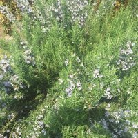 佐藤雅子さん 橘川幸夫 Note