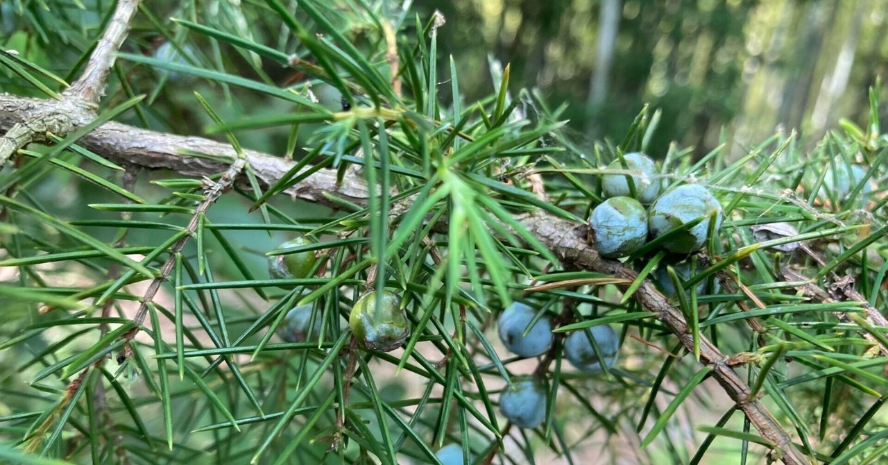 ジュニパーベリー 梨農家の想い 2025＃08「ジュニパーベリー」｜まるみ農園｜岡山