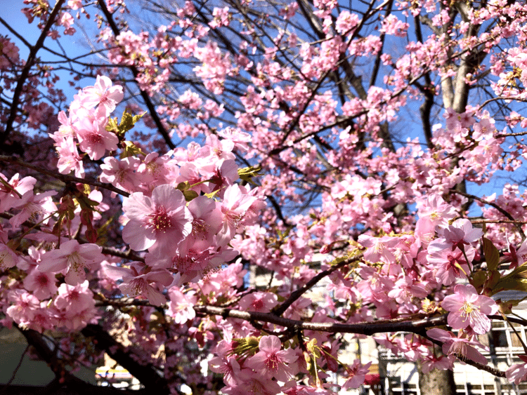 今朝の東京は気持ちのいい天気。ごく短めではあるけれど、ジョギングをしてスッキリ。通りすがりの公園では、もう桜が咲いていました。河津桜という種類らしいです。