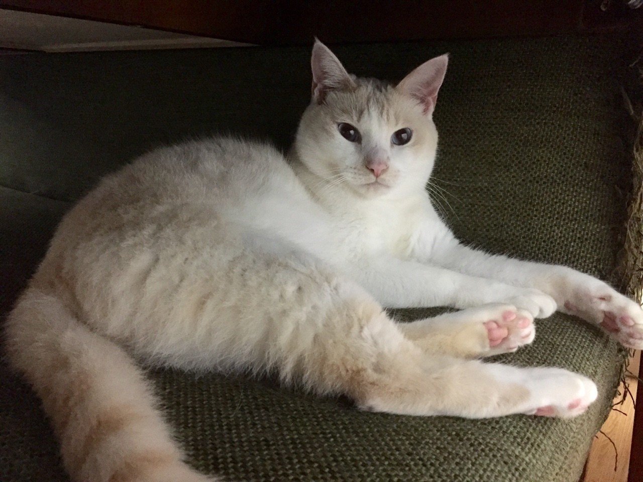 ねこカレンダー15年9月 Sae Note