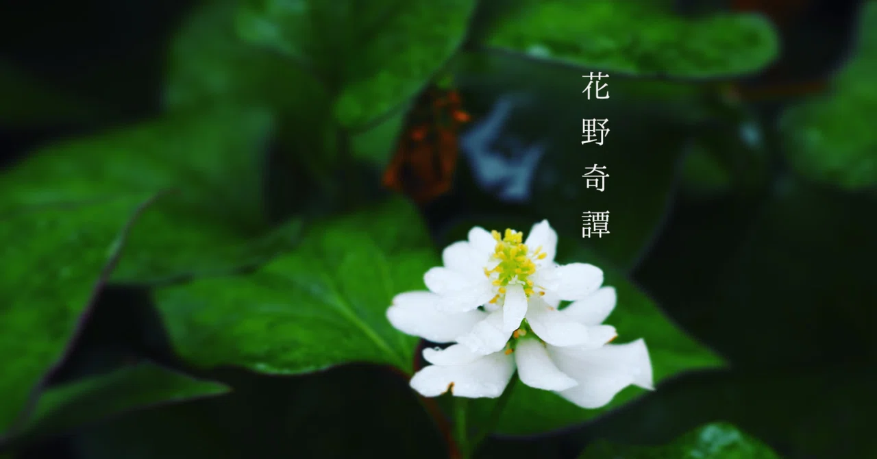 花野奇譚｜shoheiwatanabe