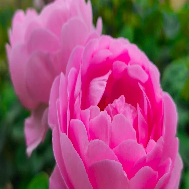 夏至の日の中島公園薔薇めぐり①～ピンクの薔薇編（2025年6月21日