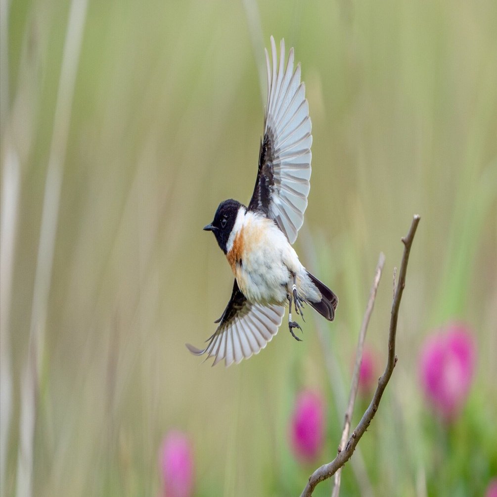 2025年6月の野鳥観察｜TOLIMAN Hondα