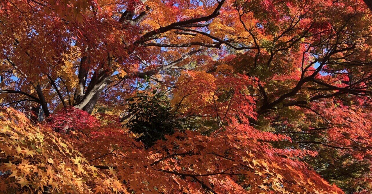 特別価格**「紅葉は、過去を美しく手放し、未来への扉を静かに開く力」大品盆栽 初夏の紅葉は鮮やかだった｜じんた堂