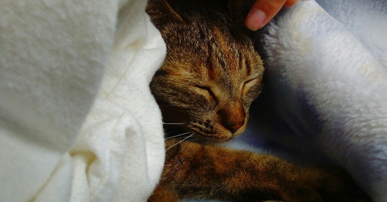 発達障害児 相手の話を聞けない 相手の話を遮って自分の話をしてしまう ボンボン note