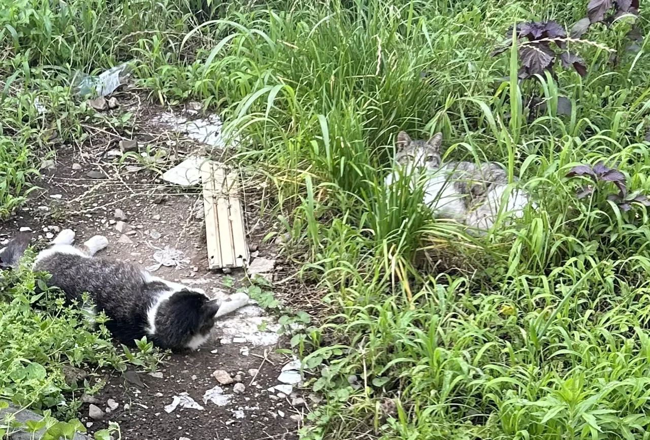ノネコが問題になっている地域を知りました😭私が住む地域は将来ノネコ認定で猫たちは一斉駆除になるかもしれないですね🐈小笠原諸島、奄美大島、沖縄 ...