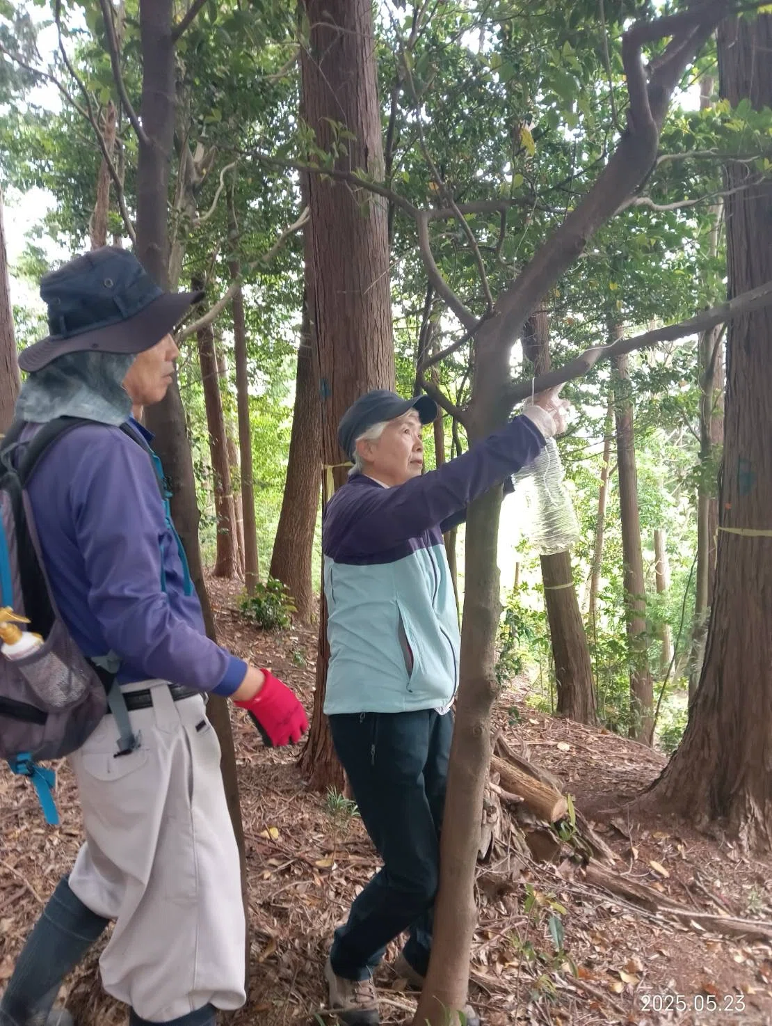 [600 Years of History] Preservation Activities for the Iwatsu Castle ...