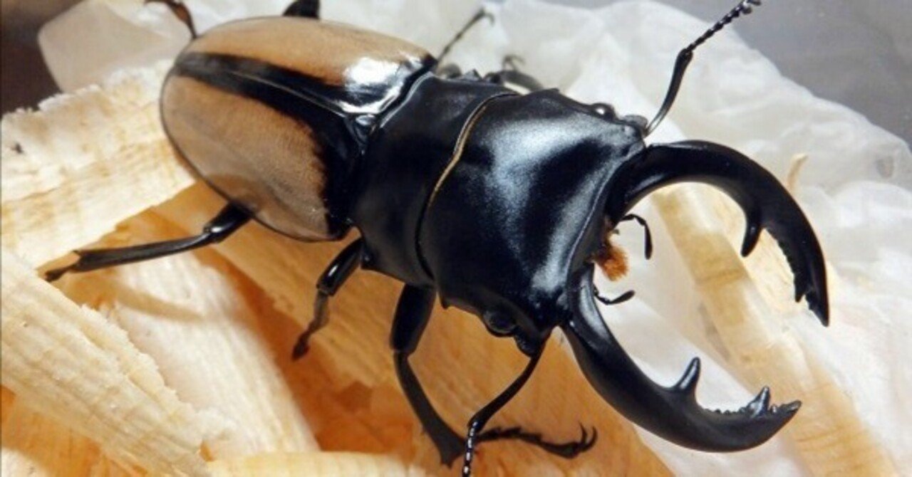 ベルシコロールツヤクワガタの飼育記録【2012～2013】｜AKECHI