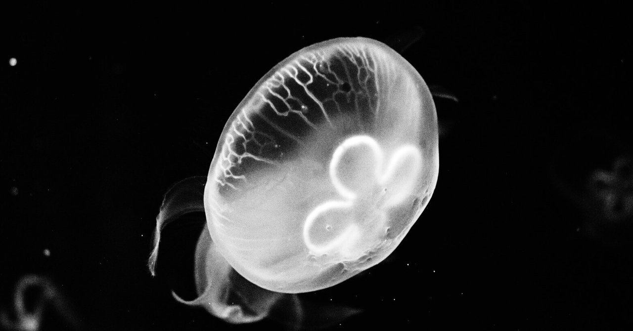 洋書◇ボブ・カルロス・クラークのモノクロアート写真集 本 洋書◇ボブ・カルロス・クラークのモノクロアート写真集 本