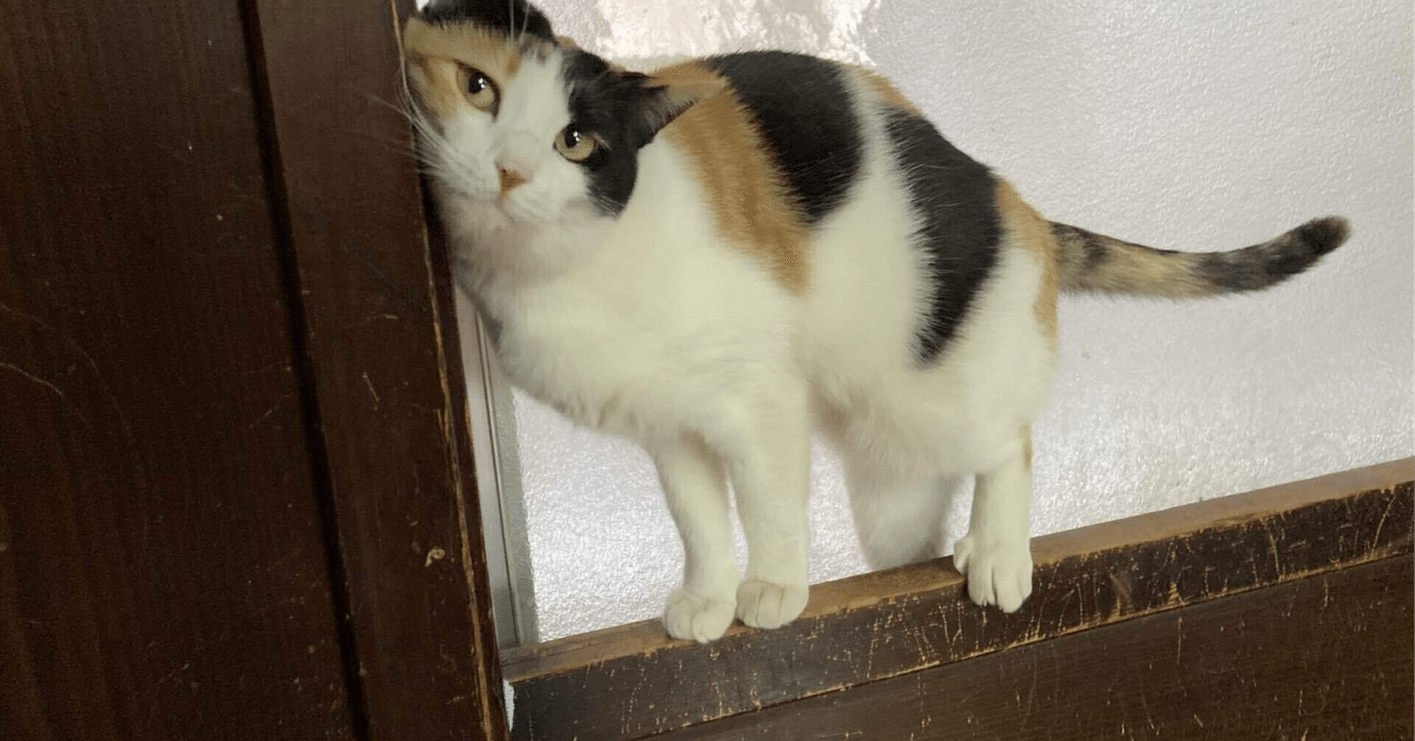 スコーン他ねこまた