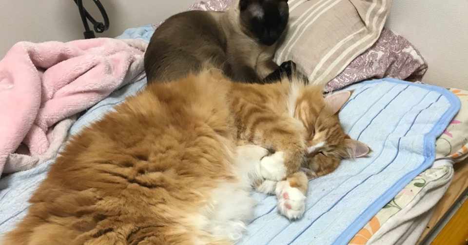 大型の猫 ５ｋｇ以上 のトイレにトロ舟を活用 Armadillo Ball Note