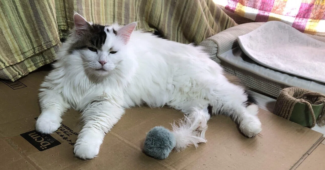 ノネコと野良猫の違い~その境界を生きる外猫たち~|猫様とごはん