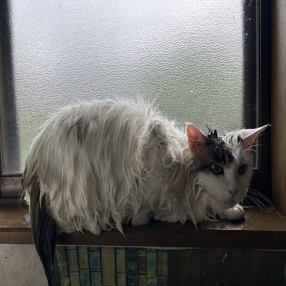 ノネコと野良猫の違い～その境界を生きる外猫たち～｜猫様とごはん, image size:1280x960