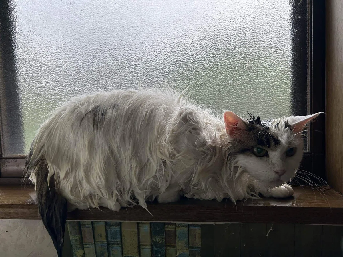 ノネコと野良猫の違い~その境界を生きる外猫たち~|猫様とごはん
