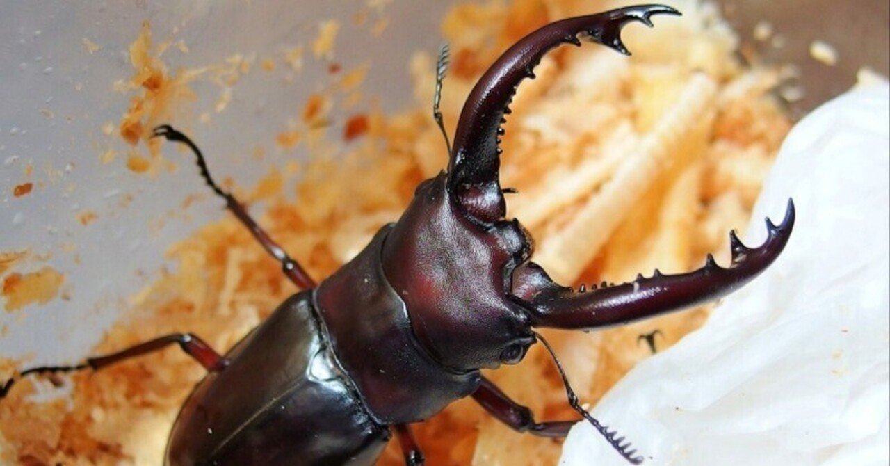 フォルスターフタマタクワガタ・ニシ亜種の飼育記録【2017～2018】｜AKECHI