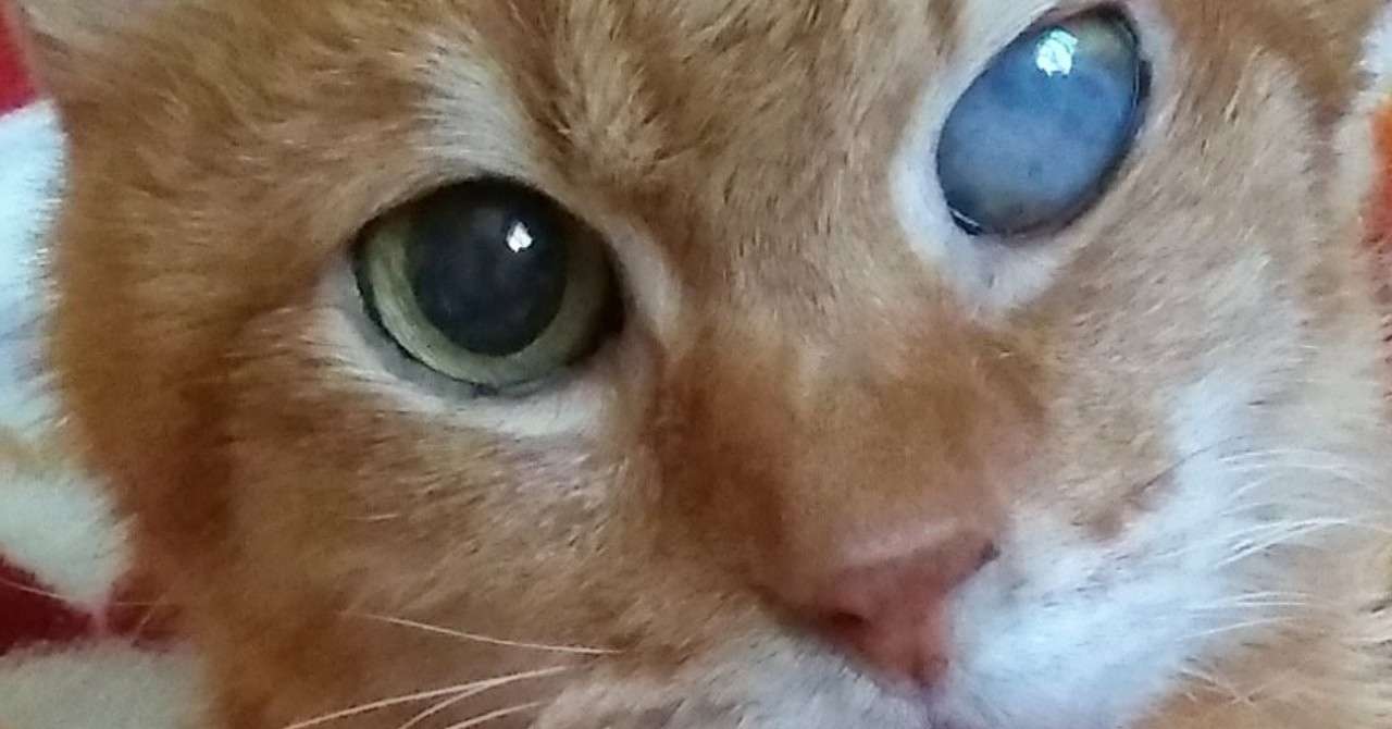 獣医師監修 猫のてんかん 症状と原因 治療法や対処法について解説 ねこのきもちweb Magazine