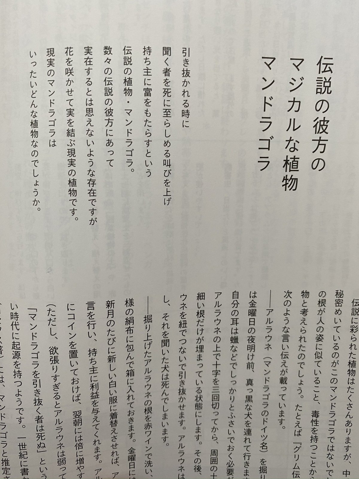 2/23マンドラゴラ日記｜富男