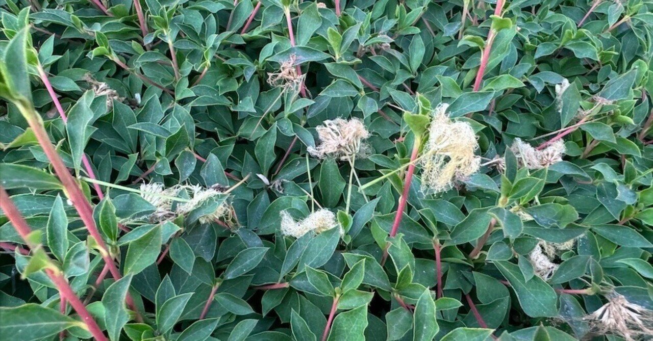 2025年-7月折り返しJuly・・・植物模様：ネムノキ｜happea