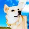 かる