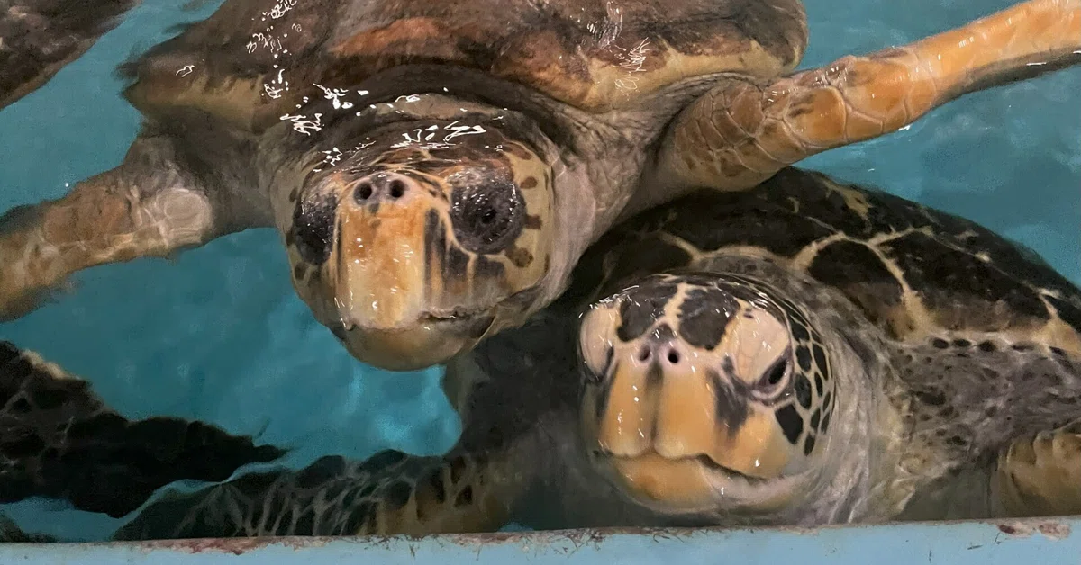 ウミガメ類(アカウミガメ・アオウミガメ)《展示動物解説》|桂浜水族館 公式