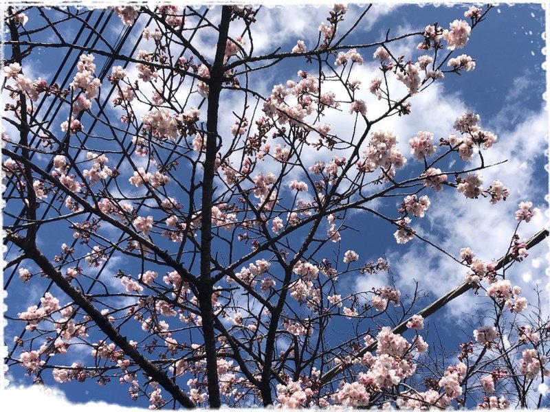 もうすぐ春ですね ちょっと気取ってみませんか Ryoju Note もうすぐ春ですね ちょっと気取ってみませんか Ryoju Note