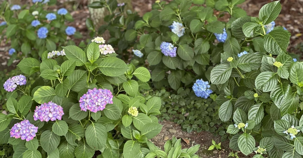 アジサイが伝える季節感〜雨を恋しがる花たち〜｜一橋香織（かおりん）