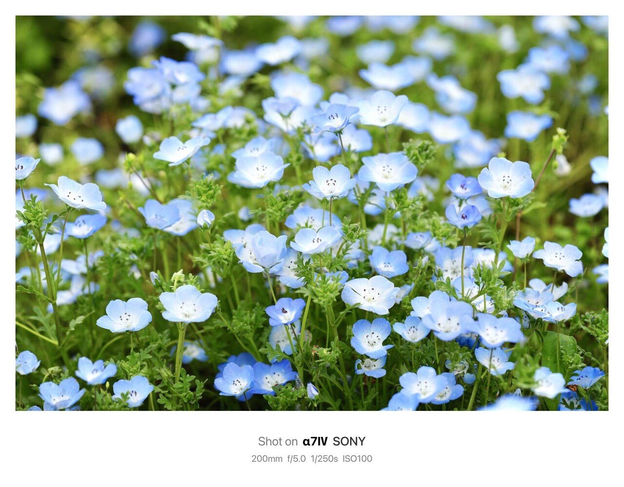 SIGMA 70-200mm F2.8 | ナナニッパの魔力について｜KashiKoro