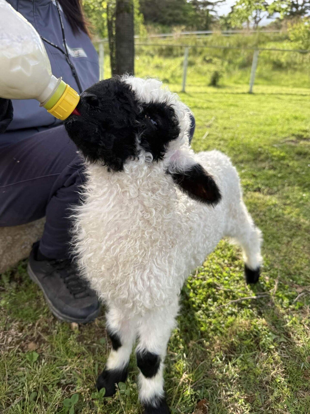 ヴァレーブラックノーズシープの赤ちゃん！｜那須どうぶつ王国公式note