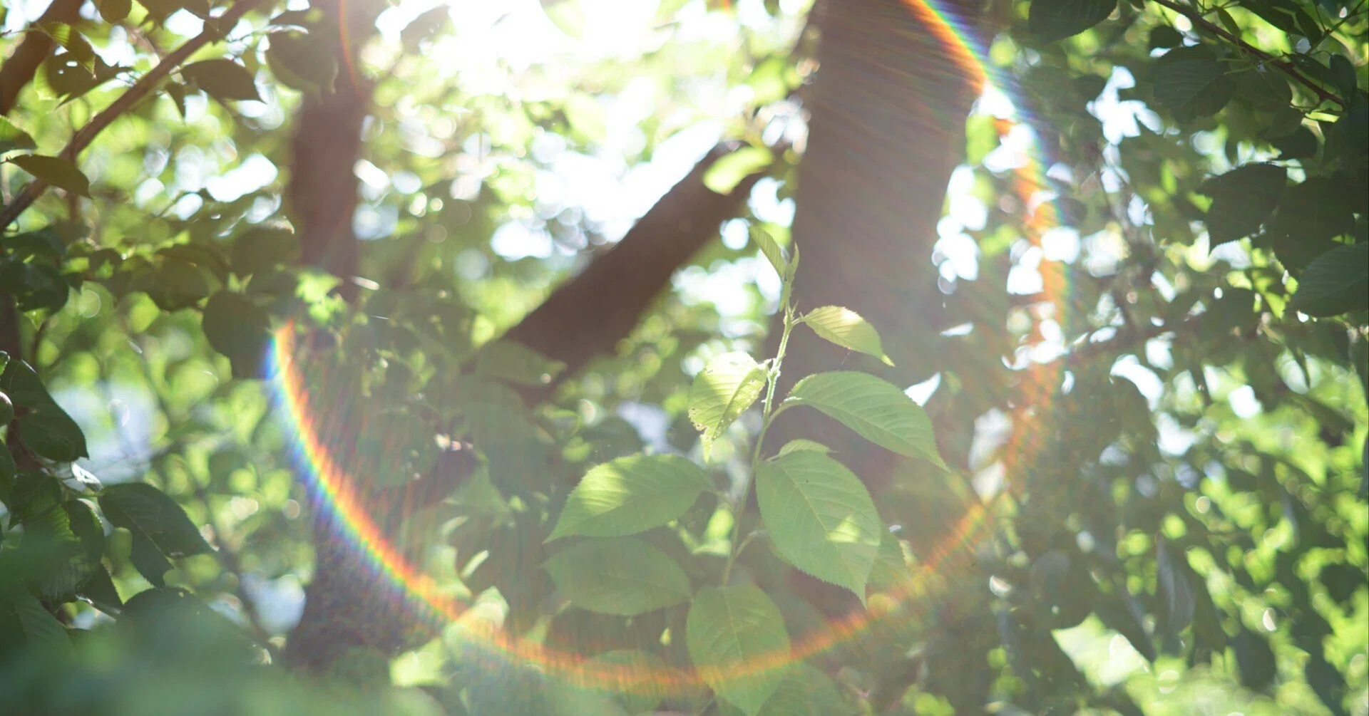 作例あり】Super-Takumar 55mm F1.8｜光を綴るnote