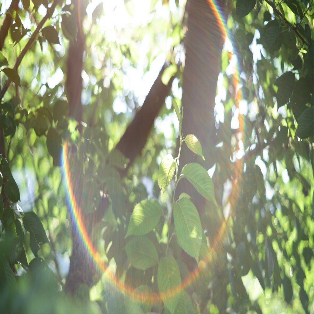 作例あり】Super-Takumar 55mm F1.8｜光を綴るnote