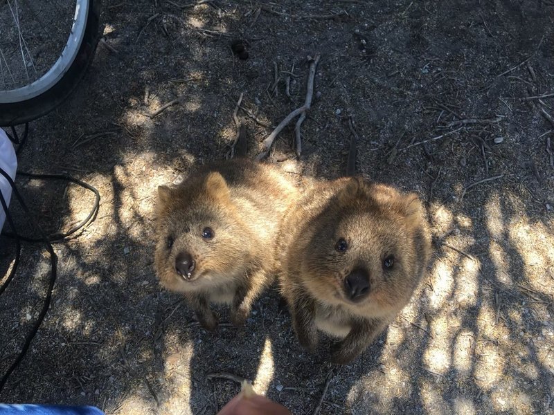 世界一幸せな動物クオッカを探しに バックパッカー日目 スイスイトラベル Note