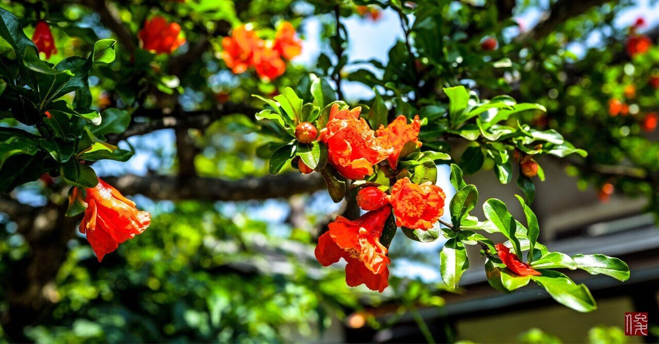 野の花 Amazon.co.jp: 茶谷産業(Chatani) 桜の花咲くオブジェ/桜の都